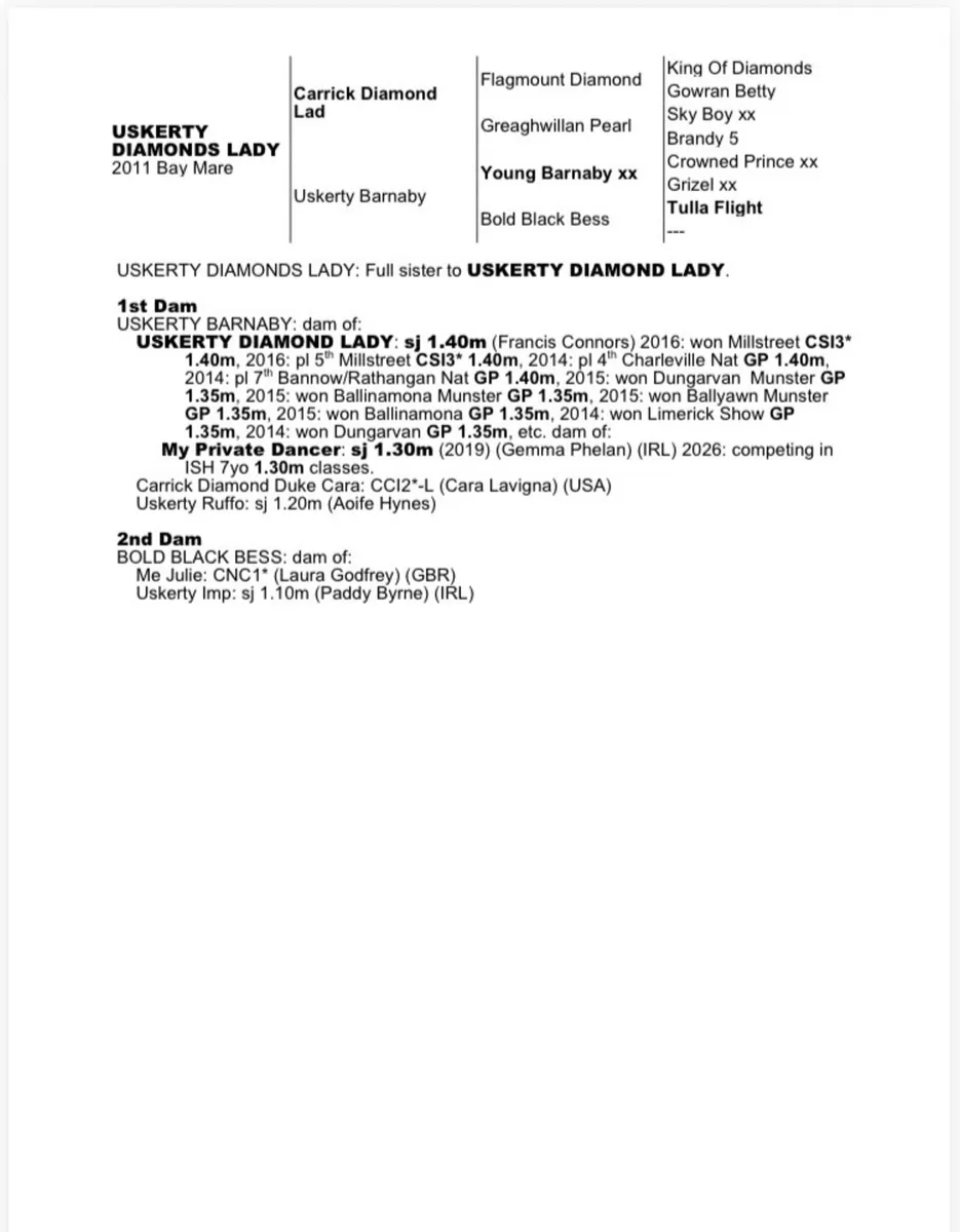 Mare in foal for sale - Image 3