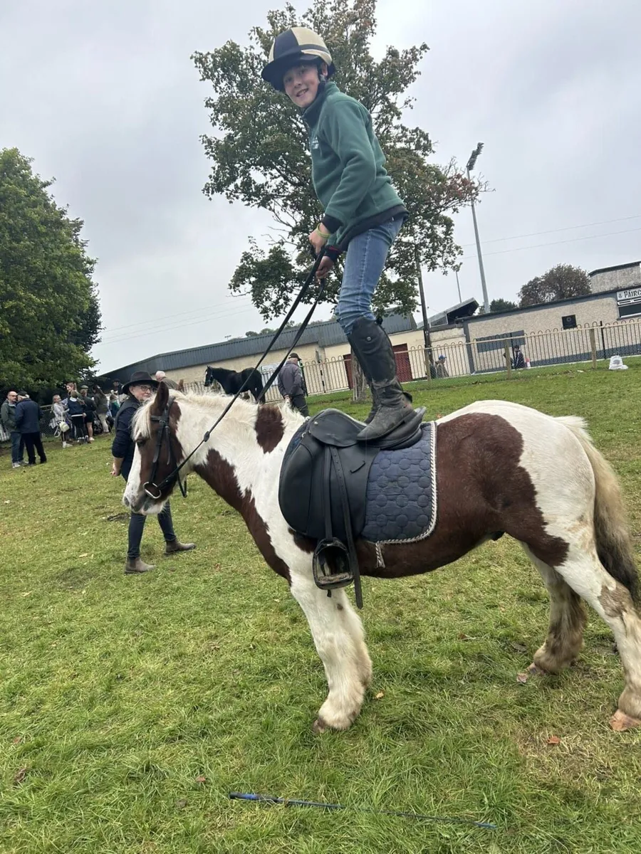 Childs Bombproof  pony 12h - Image 1