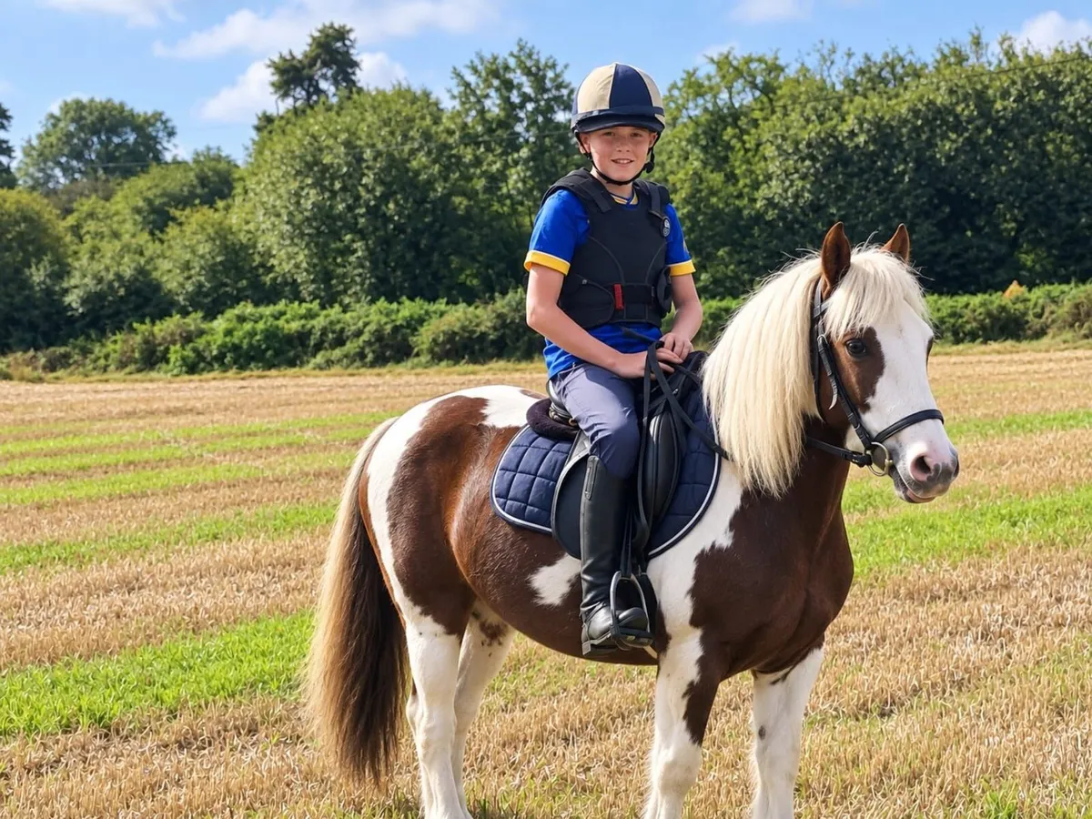 Childs Bombproof  pony 12h - Image 3