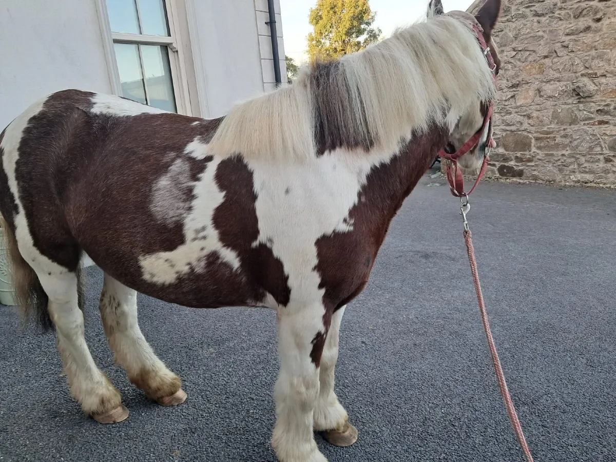 Childs Bombproof  pony 12h - Image 4