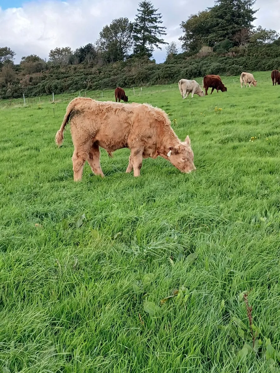 Organic Charolais Weanling Bullocks - Image 2