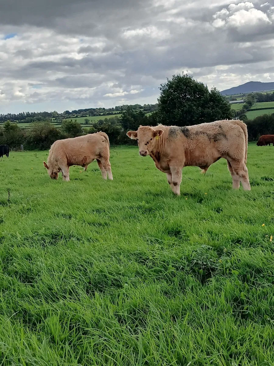 Organic Charolais Weanling Bullocks - Image 3