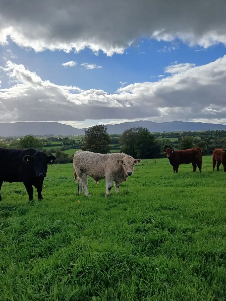 Organic Charolais Weanling Bullocks - Image 4