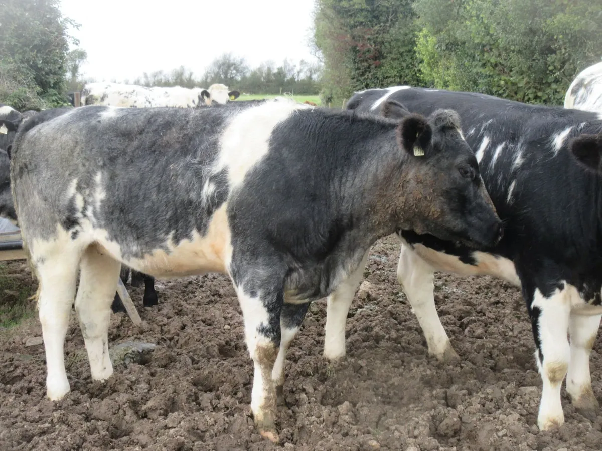 12 super  belgian blue heifers  470kg - Image 4