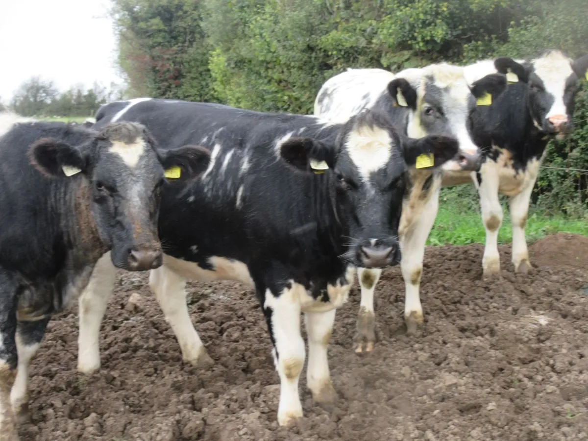 12 super  belgian blue heifers  470kg - Image 1