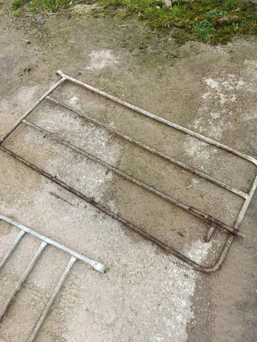 Calves pins - Image 3