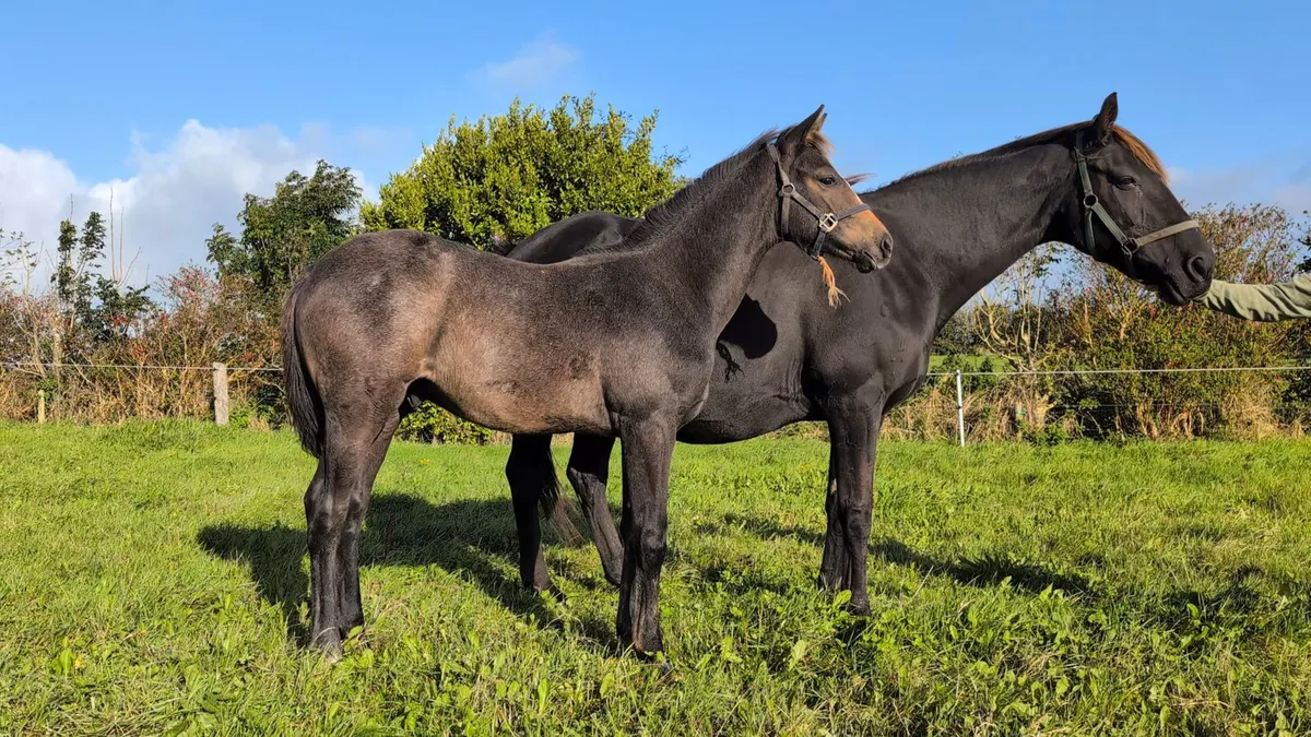ISH Colt Foals by Durango and Der Senaat III - Image 2