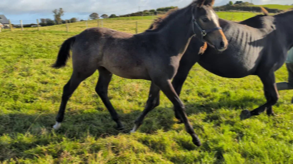 ISH Colt Foals by Durango and Der Senaat III - Image 3