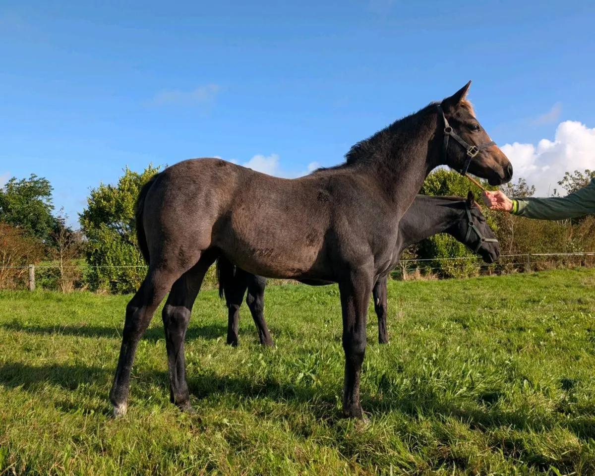 ISH Colt Foals by Durango and Der Senaat III - Image 1