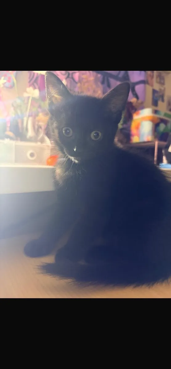 8 week old kittens, just 2 left! - Image 1