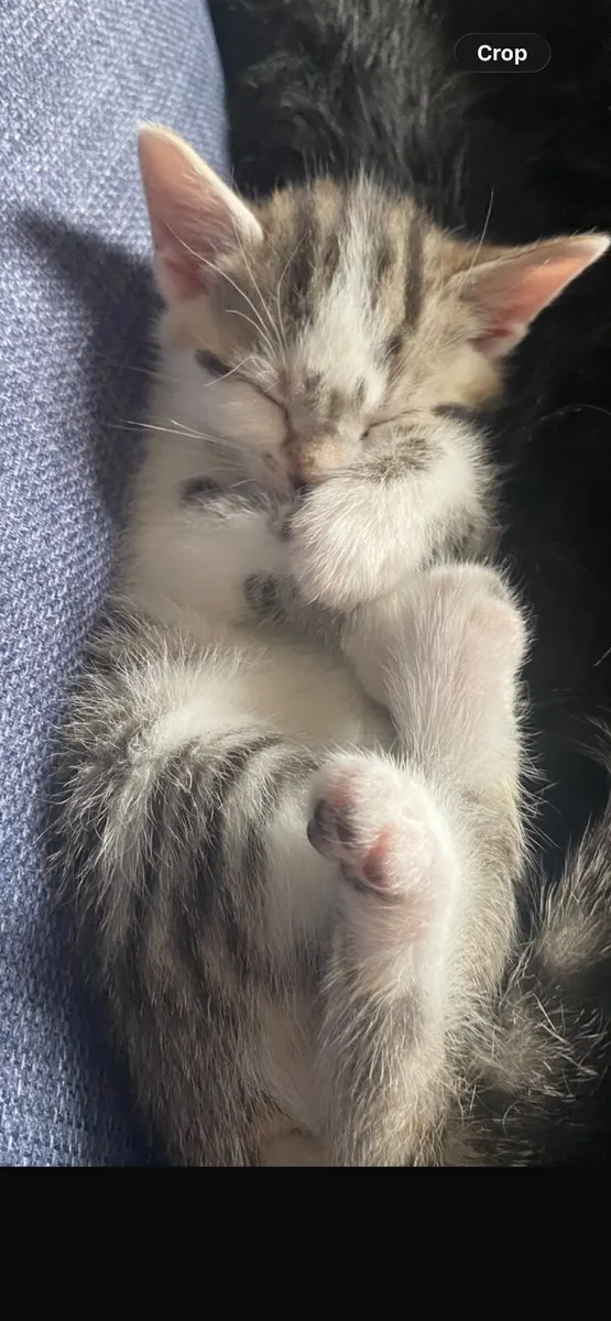 8 week old kittens, just 2 left! - Image 3