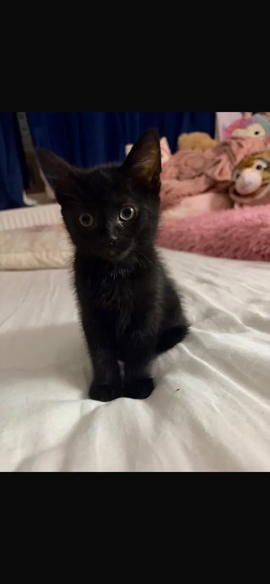 8 week old kittens, just 2 left! - Image 2