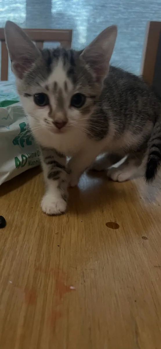8 week old kittens, just 2 left! - Image 4