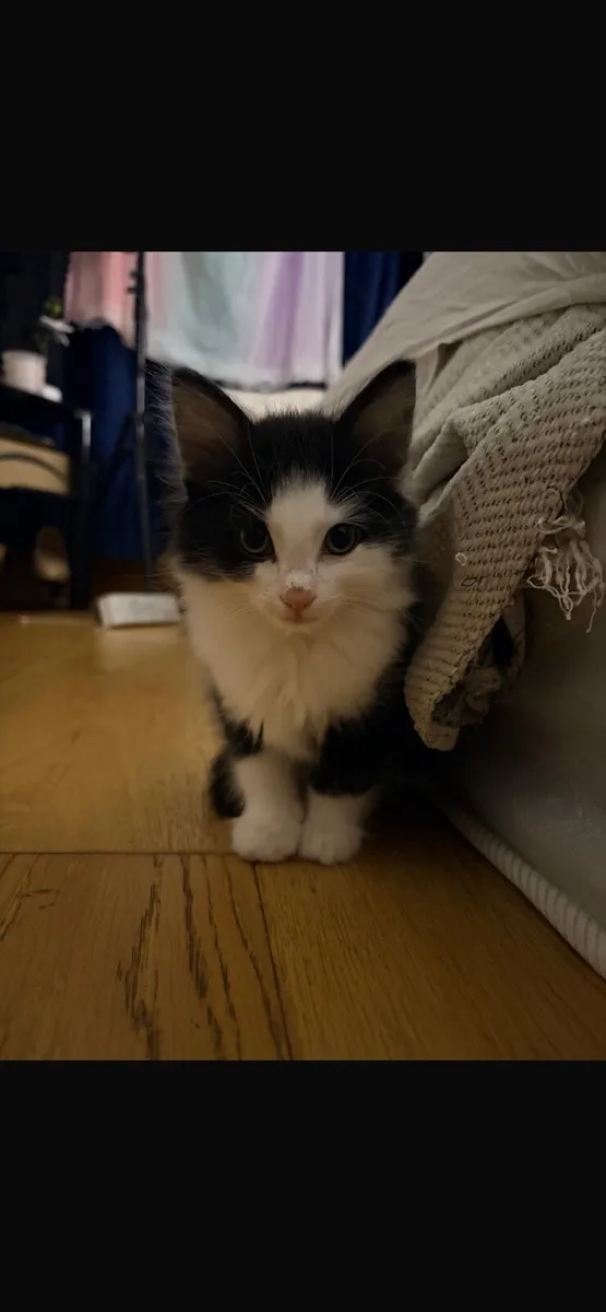 Fluffy kitten - Image 1