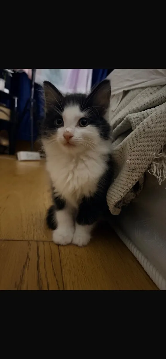 Fluffy kitten - Image 2