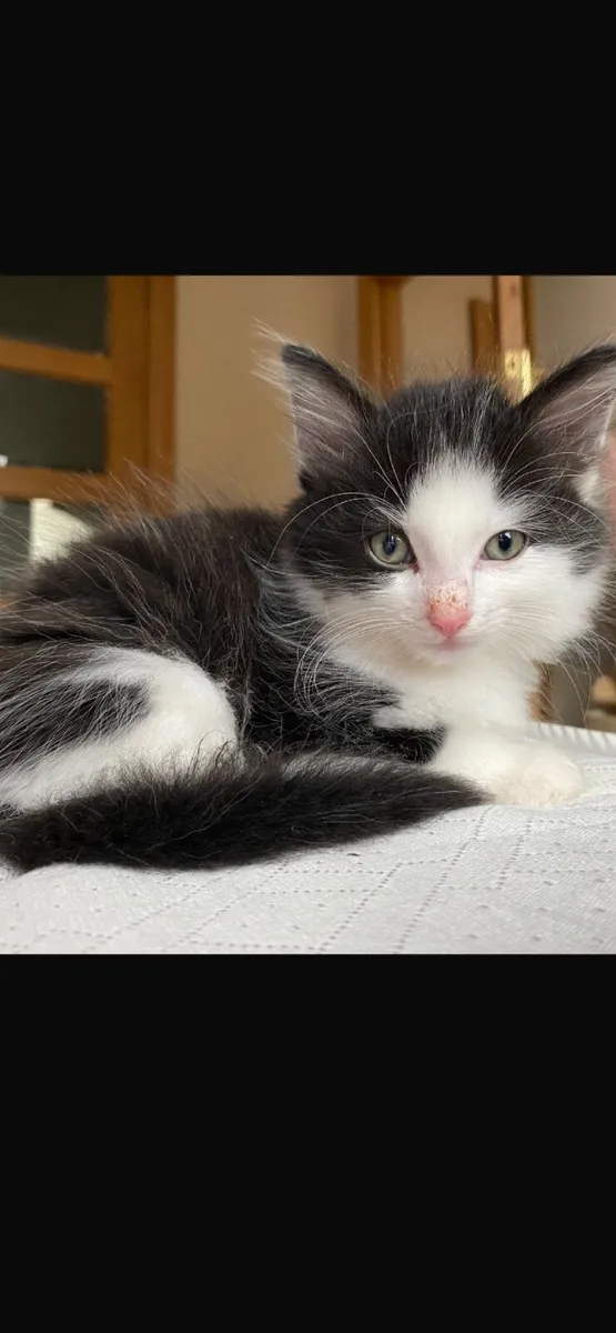 Fluffy kitten - Image 3