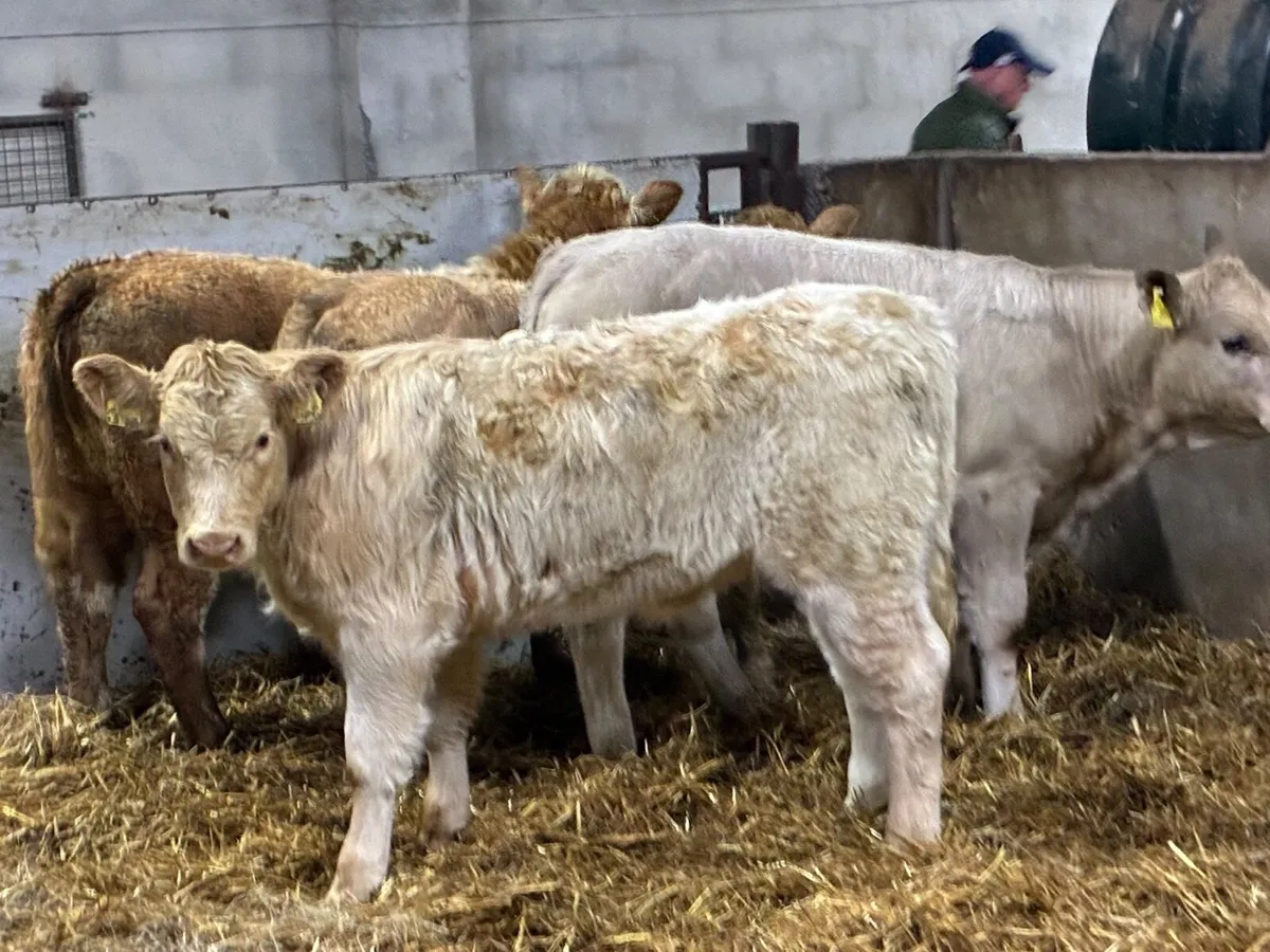 Smashing CH Heifer Weanlings - Image 1
