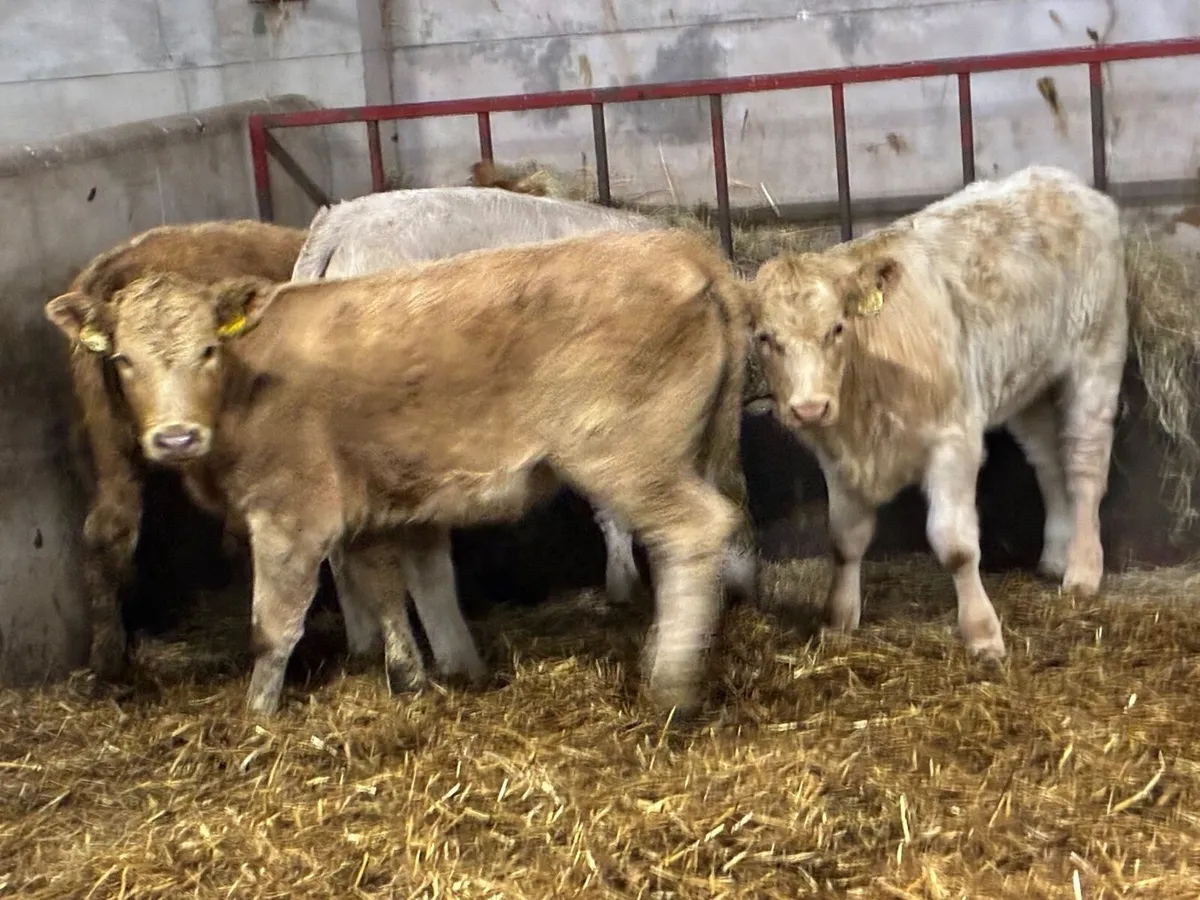 Smashing CH Heifer Weanlings - Image 2