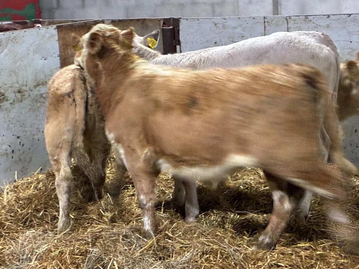 Smashing CH Heifer Weanlings - Image 3
