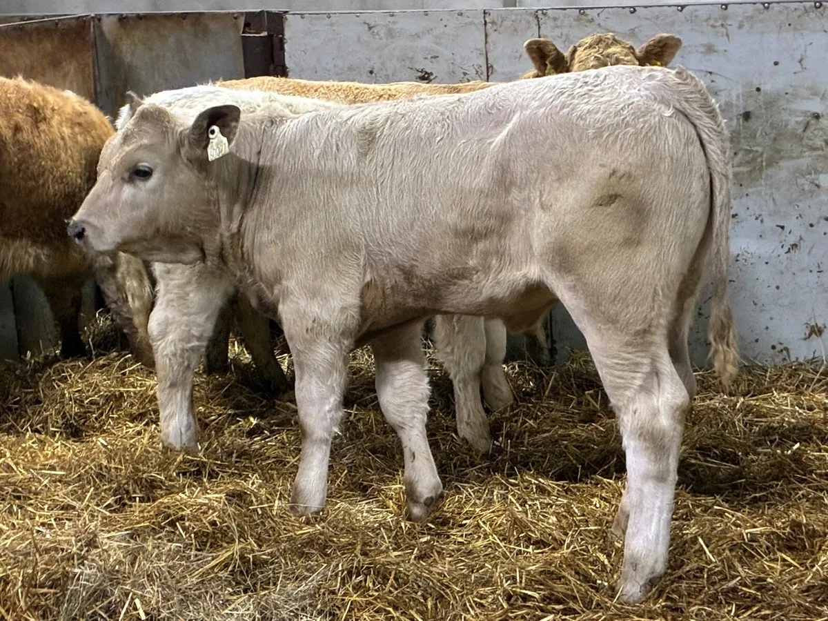 Smashing CH Heifer Weanlings - Image 4