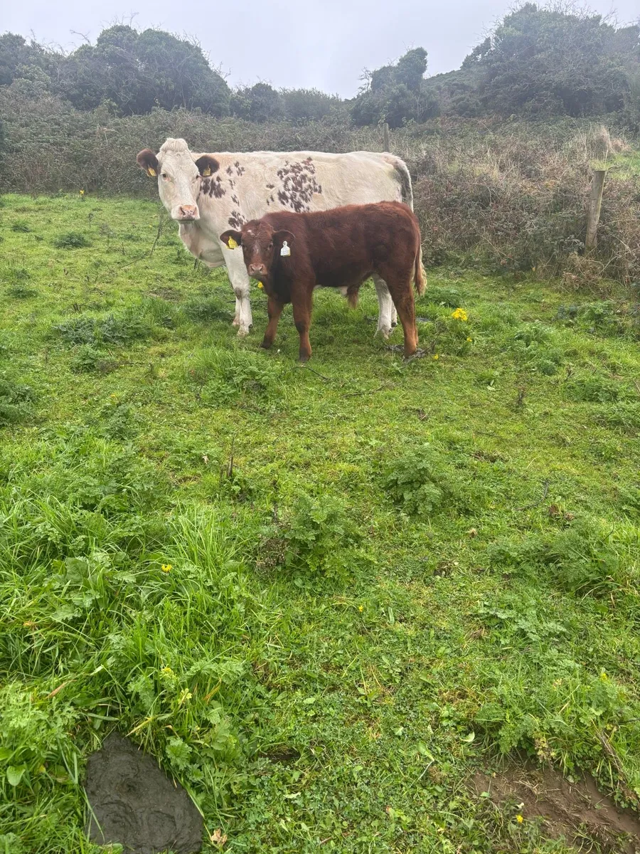 Roan blue cow and calf Forsale - Image 1