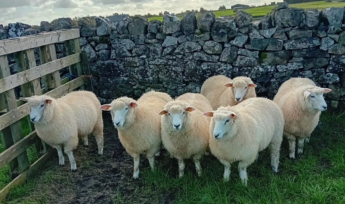 Pedigree Galway Ewe Lambs - Image 1