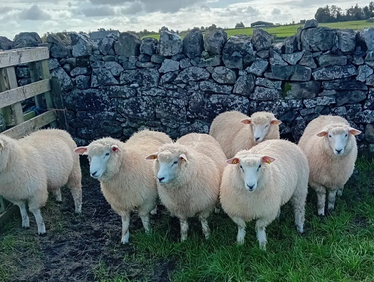 Pedigree Galway Ewe Lambs - Image 2