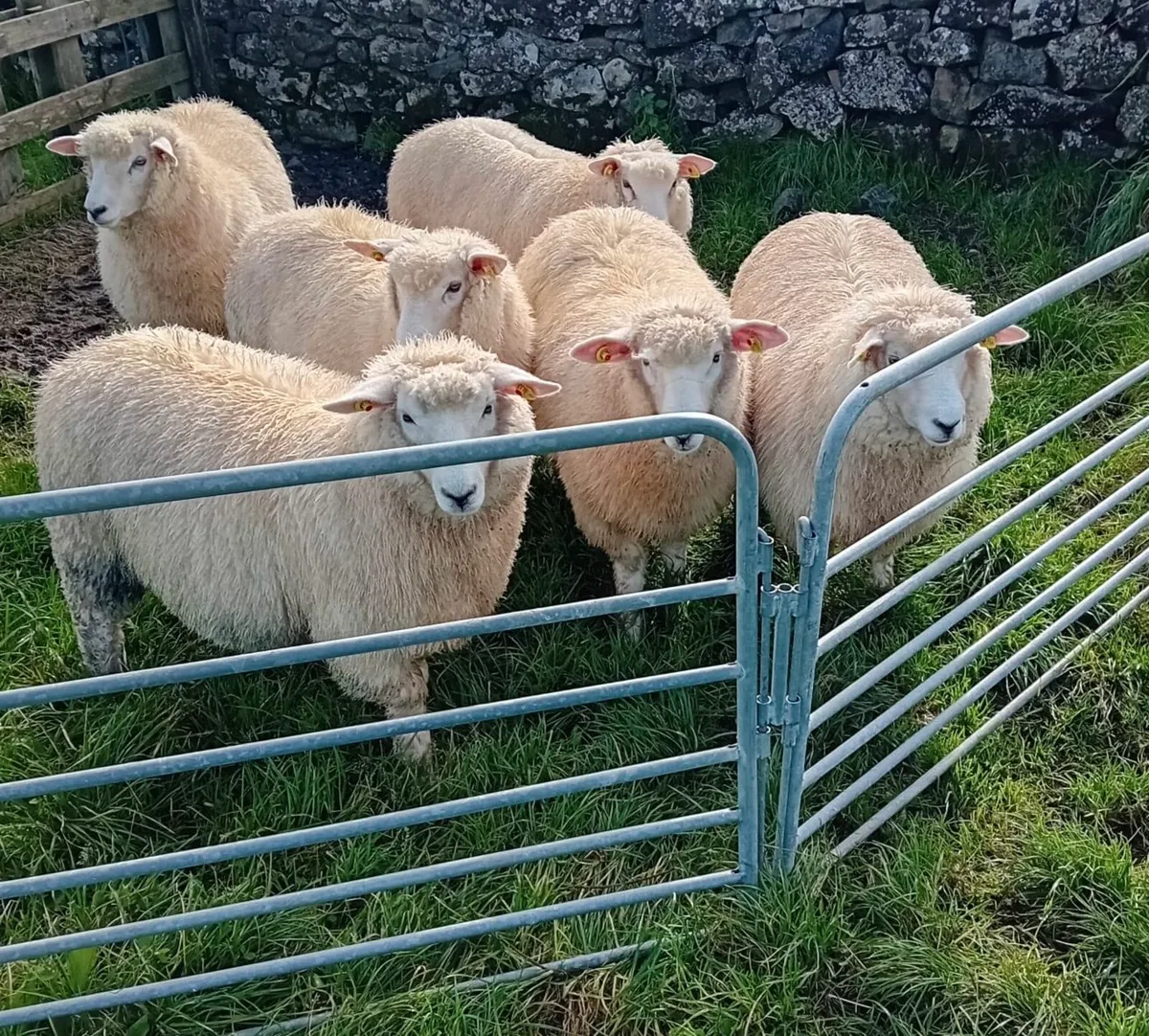 Pedigree Galway Ewe Lambs - Image 3