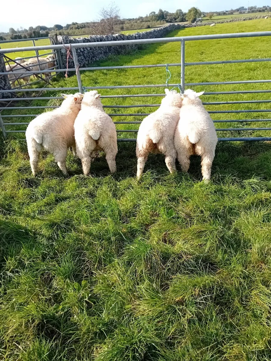 Pedigree Galway Ewe Lambs - Image 4