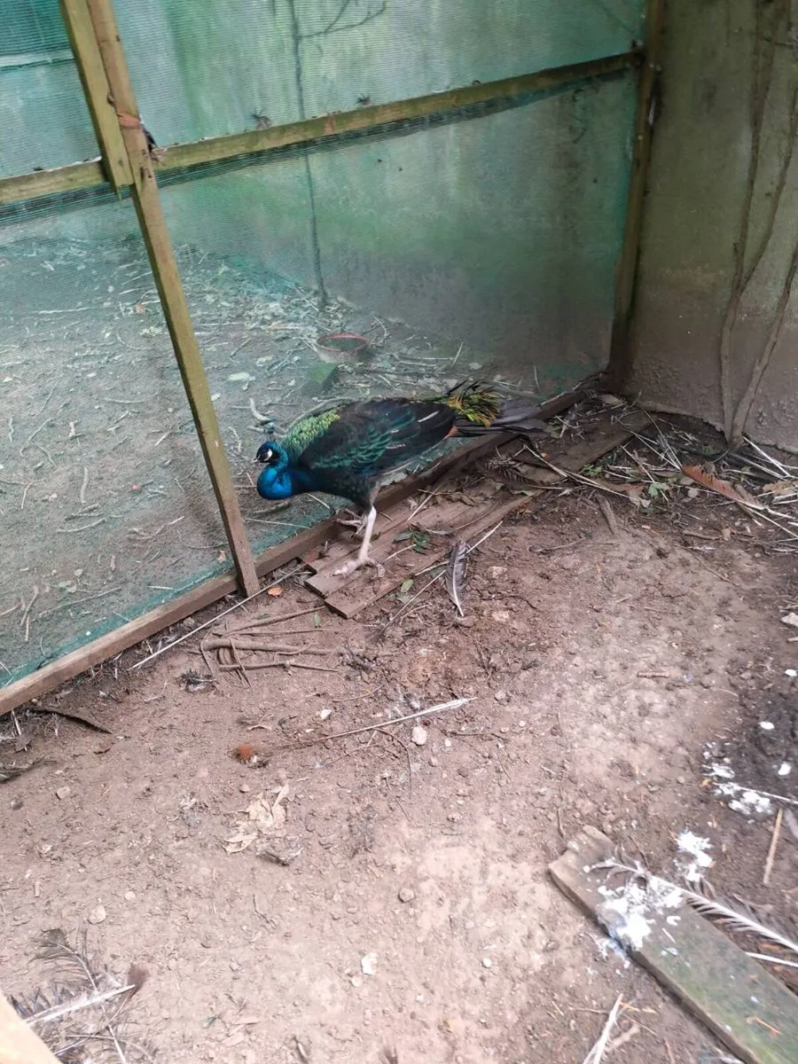 Wanted peafowl - Image 1