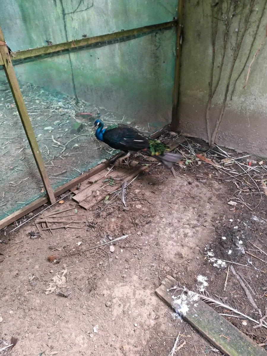 Wanted peafowl - Image 2