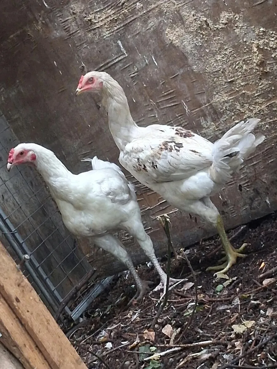 Poultry - Image 2
