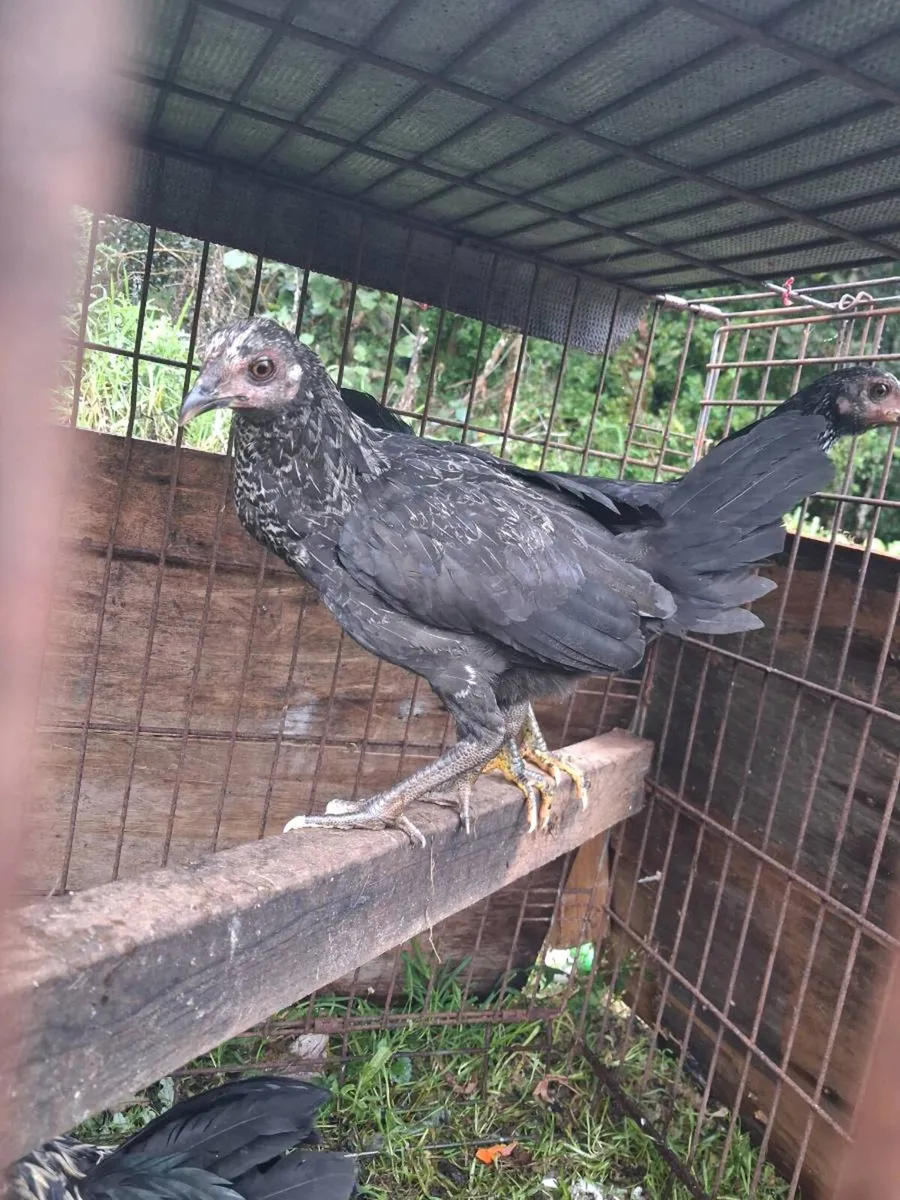 Poultry - Image 1