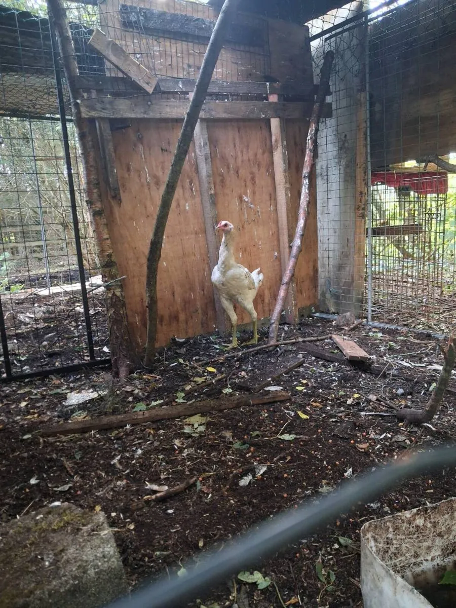Poultry - Image 3