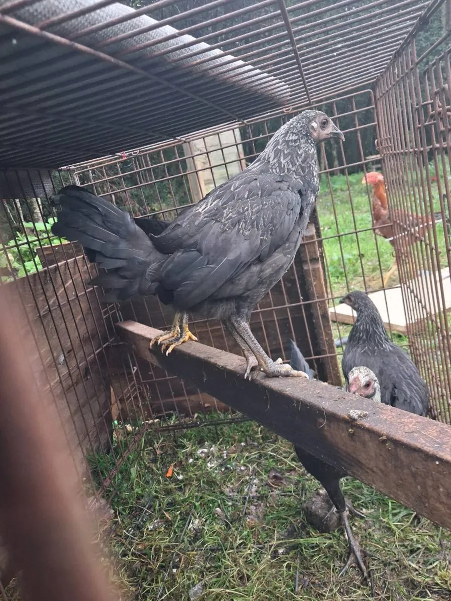 Poultry - Image 4