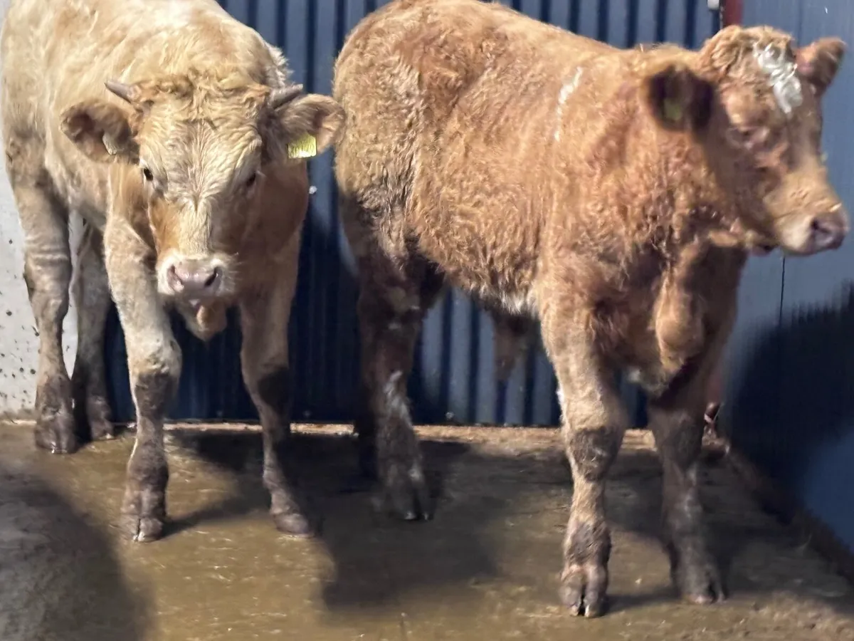 4 top quality suckler bred bull Weanlings for sale - Image 3