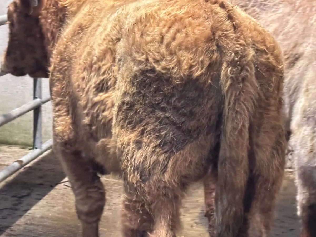 4 top quality suckler bred bull Weanlings for sale - Image 4