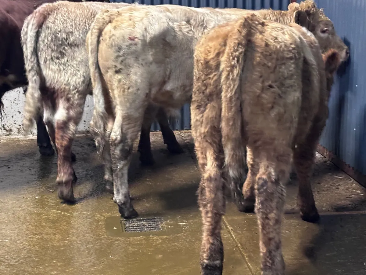 4 top quality suckler bred bull Weanlings for sale - Image 1