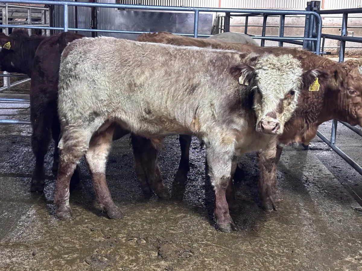 4 top quality suckler bred bull Weanlings for sale - Image 2