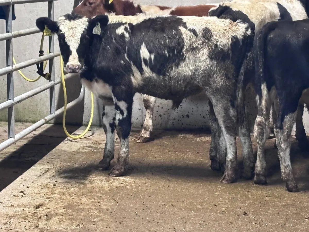 7 Freisan bull Weanlings for sale @€600 - Image 4