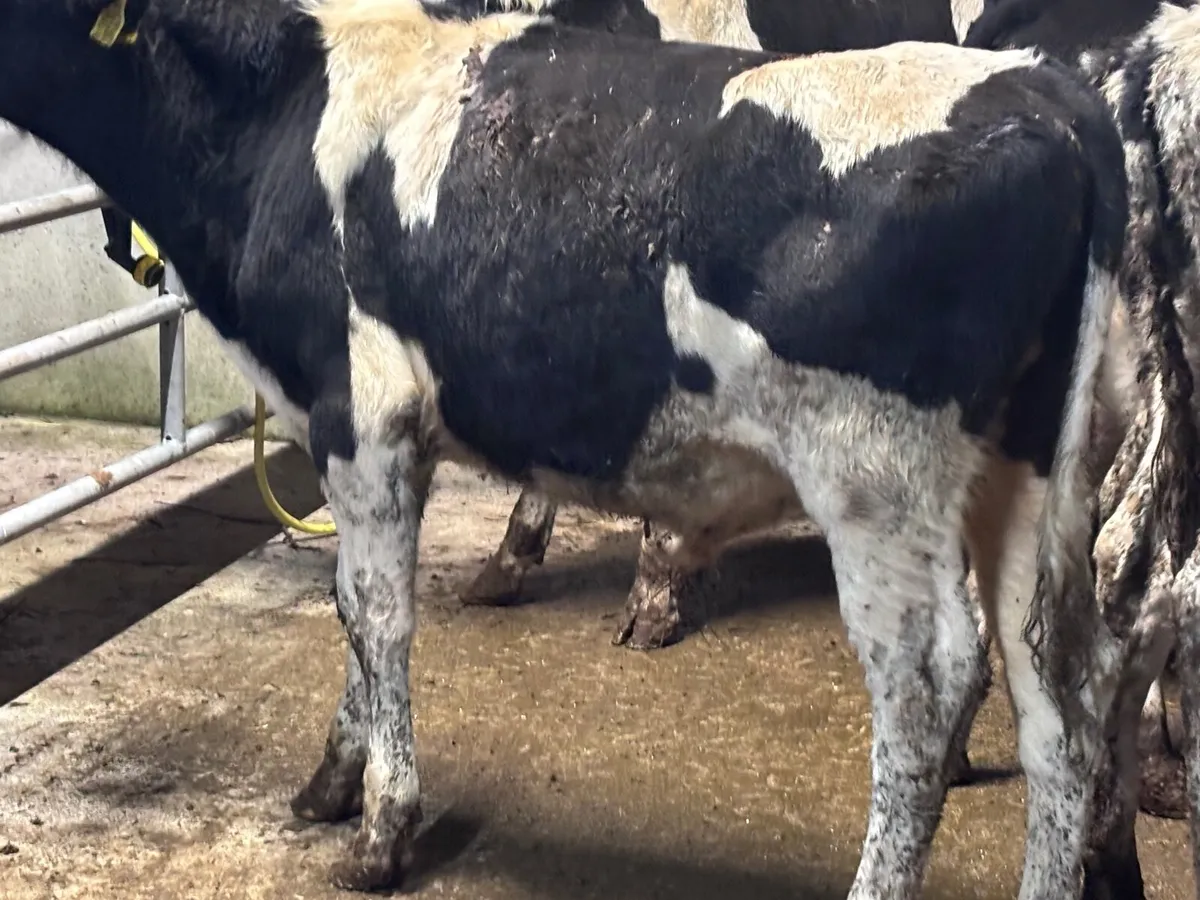 7 Freisan bull Weanlings for sale @€600 - Image 2