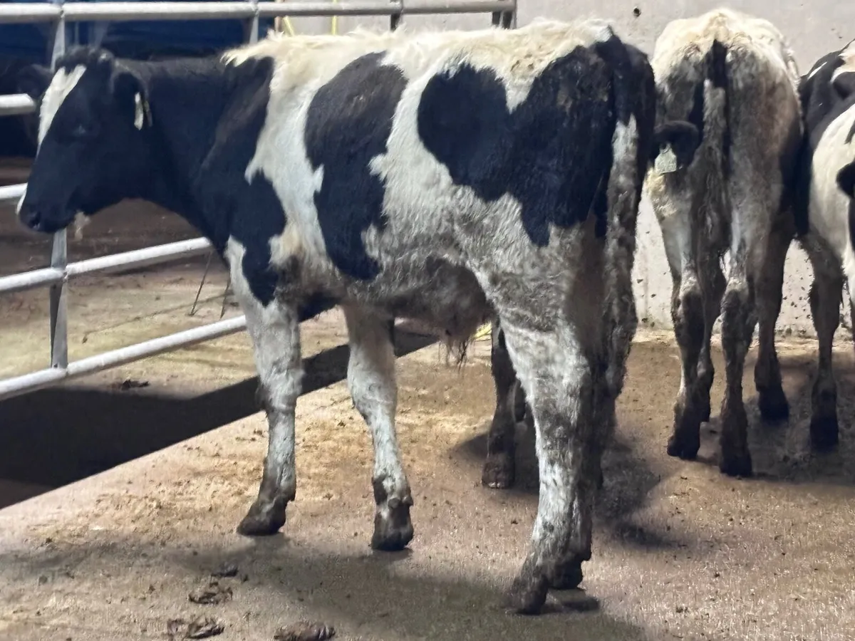 7 Freisan bull Weanlings for sale @€600 - Image 3