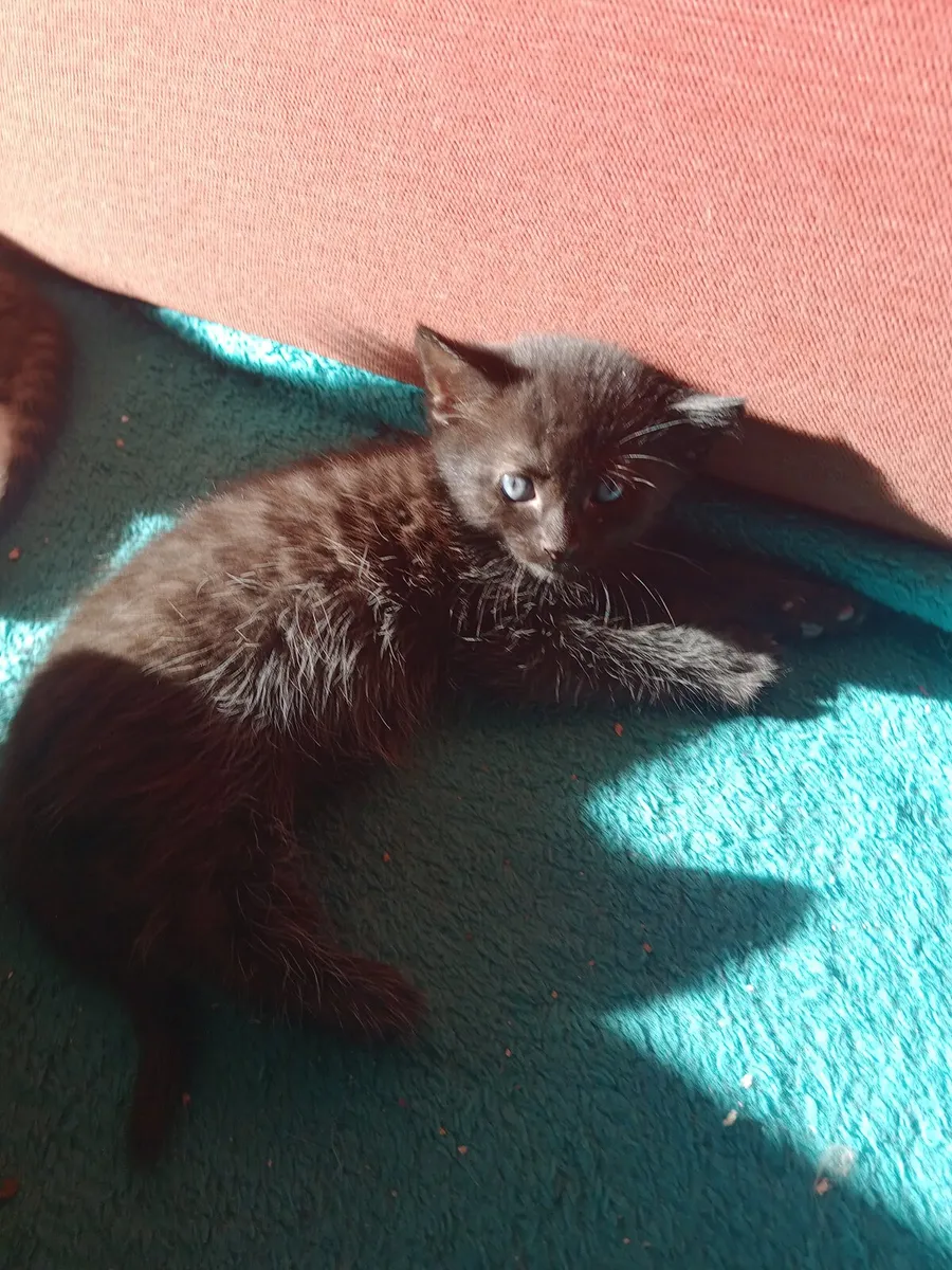 Kitten - Image 2
