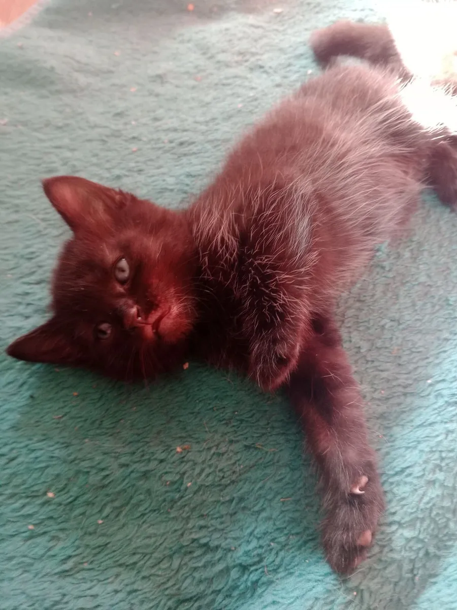 Kitten - Image 3