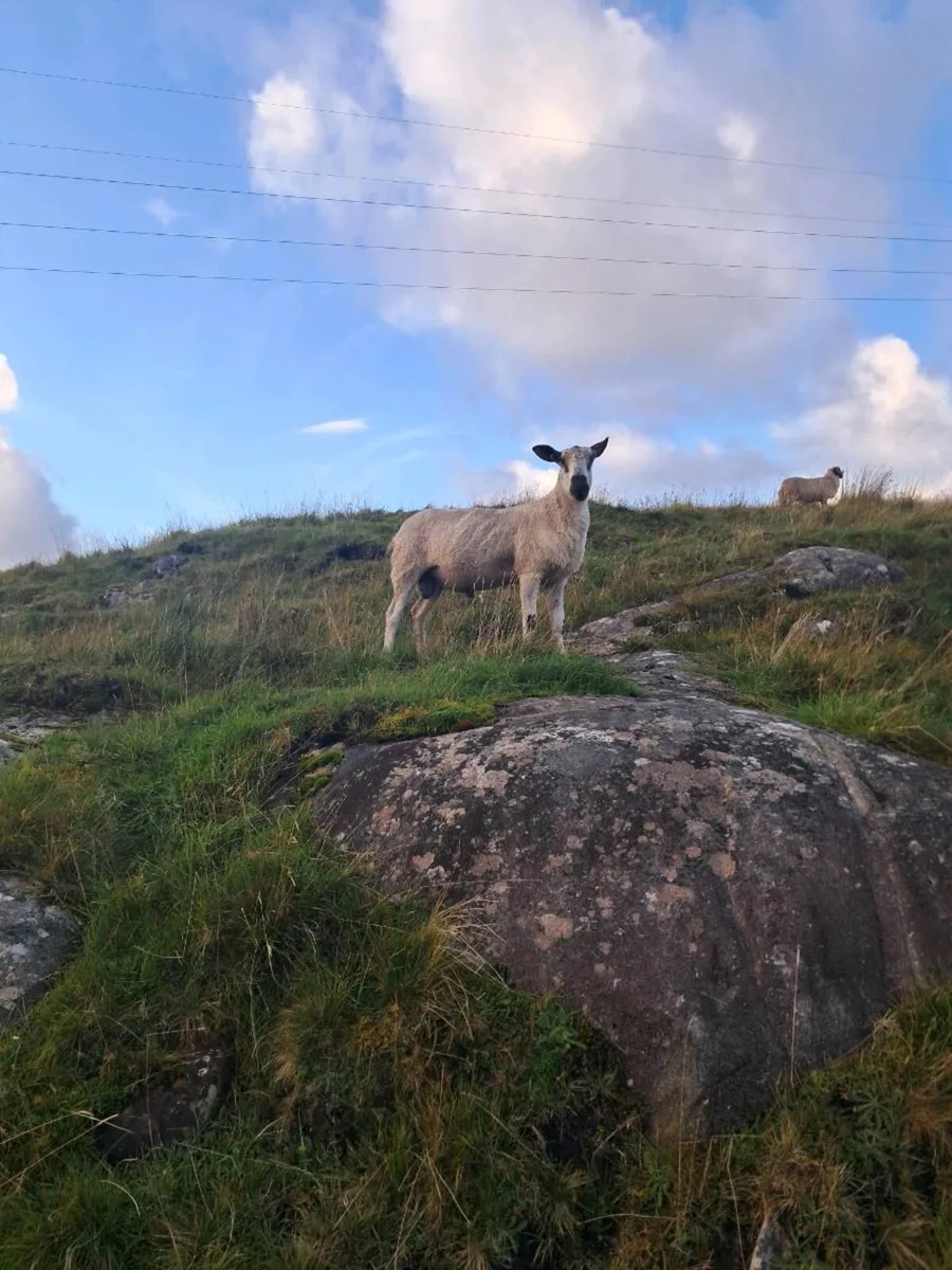 Blue leicester Shearling ram - Image 4