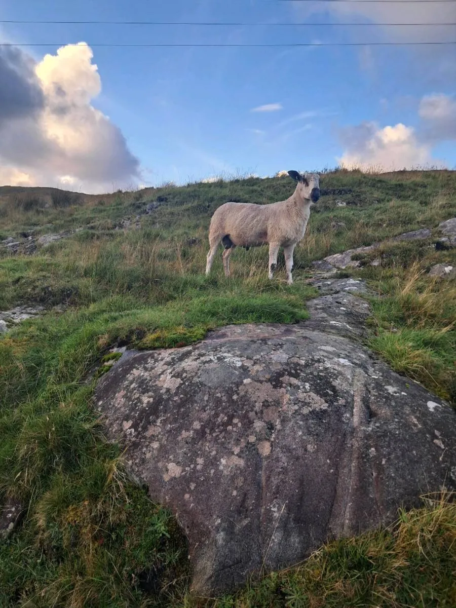 Blue leicester Shearling ram - Image 3
