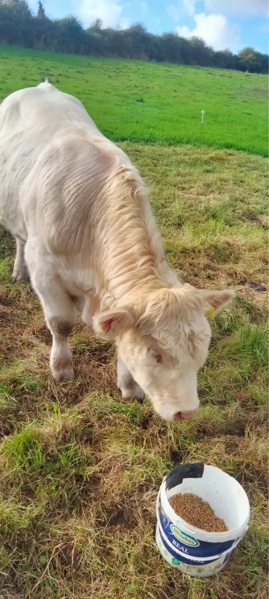 Pedigree Charolais  Registered Bull - Image 3