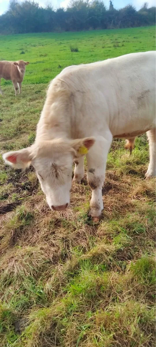 Pedigree Charolais  Registered Bull - Image 4