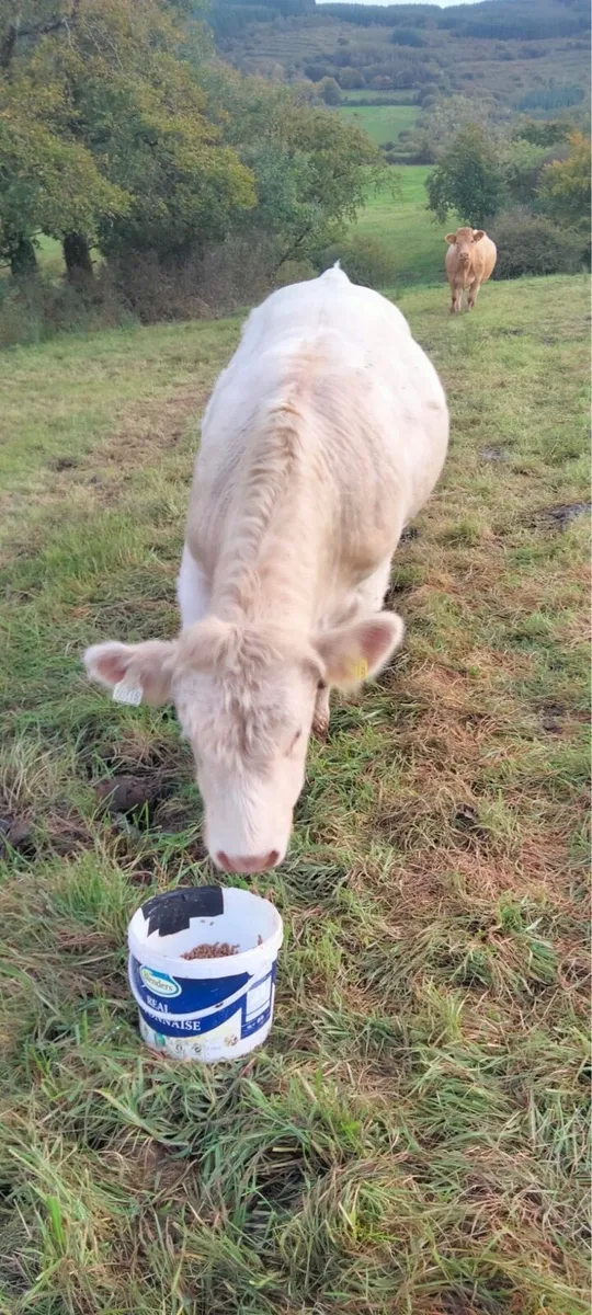 Pedigree Charolais  Registered Bull - Image 2