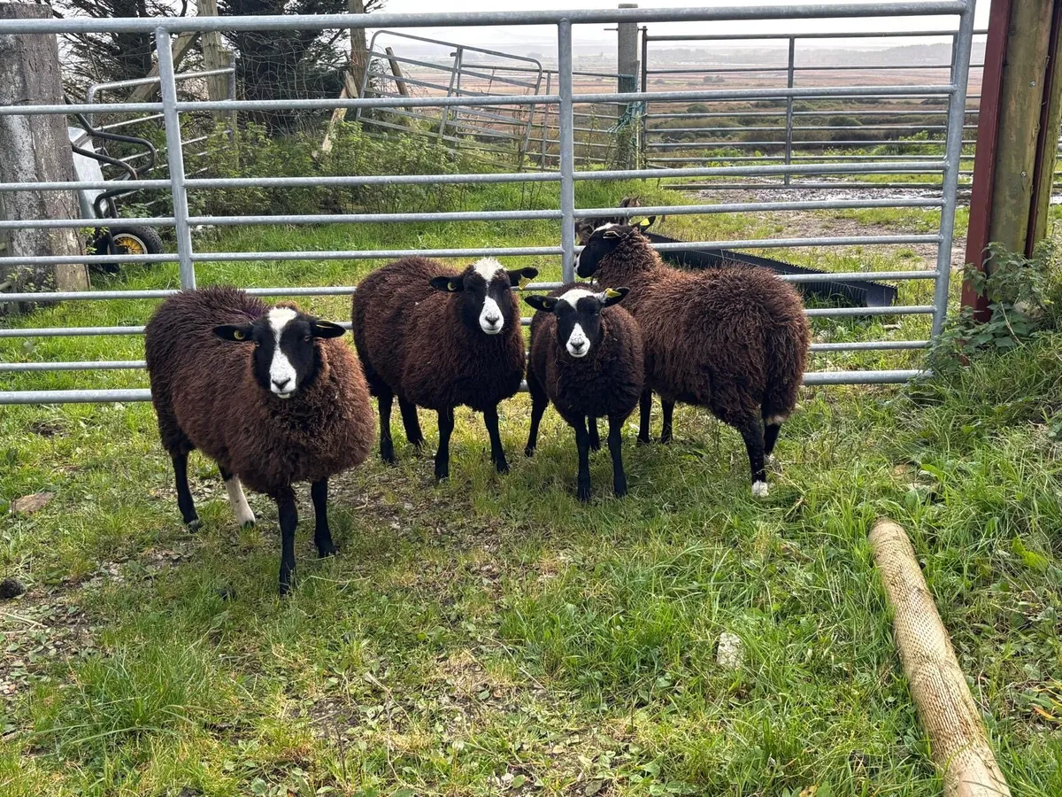 6 Black Ewe Lambs - Image 4